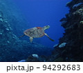 海中を泳ぐウミガメ（与論島） 94292683