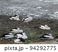 陸で休むペリカンの群れ 94292775