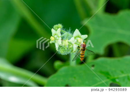 アレチウリの花粉を食べるホソヒラタアブ　オス 94293089