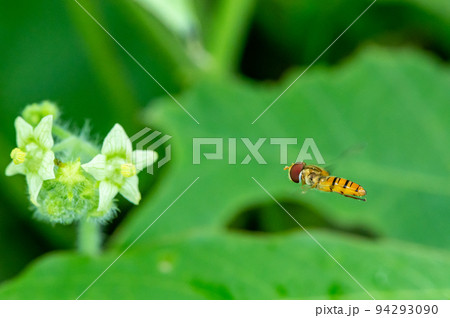 草花の周りを飛ぶホソヒラタアブ　オス 94293090