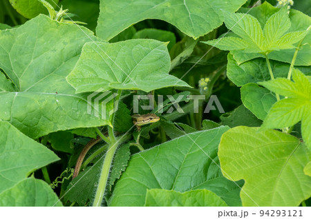 草むらに身を隠すニホンカナヘビ 草むらに身を隠すニホンカナヘビ 94293121