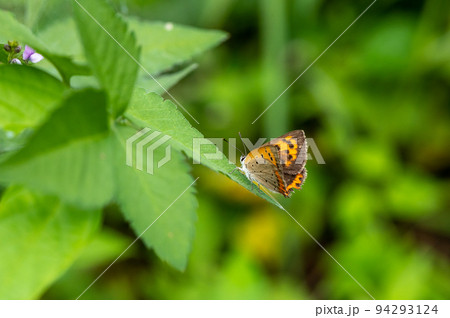 草の上で翅を休めるベニシジミ 94293124