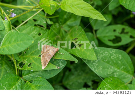 草の上にとまるウンモンクチバ 94293125