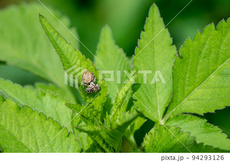草の上のネコハエトリ（ハエトリグモ） 94293126