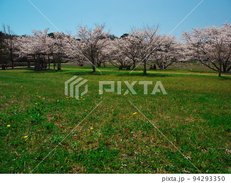 津市　桜満開の榊原川長野川復旧記念公園 94293350
