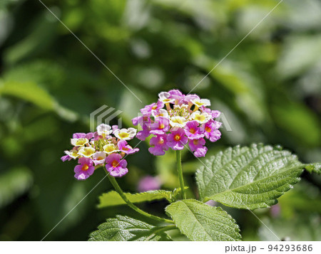 野山に咲くランタナの花の写真素材