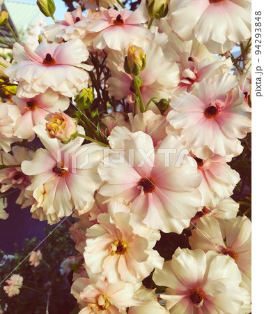 アネモネ 94293848