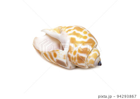 Image of babylonia spirata, common name the Spiral Babylon, is a species of sea snail, a marine gastropod mollusk, in the family Babyloniidae isolated on white background. Sea snail. Undersea Animals. 94293867