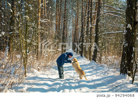 Happy man with the Labrador retriever dog on a leash walking on a snowy pine forest on a sunny winter day Happy man with the Labrador retriever dog on a leash walking on a snowy pine forest on a sunny winter day 94294068