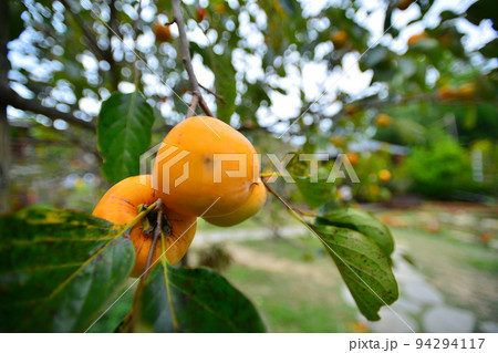 There is a few persimmon about to ripen on the branch. Orange mixed with green. There is a few persimmon about to ripen on the branch. Orange mixed with green. 94294117