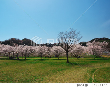 津市　桜満開の榊原川長野川復旧記念公園 94294177