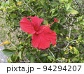 奄美大島の真っ赤なハイビスカス 94294207