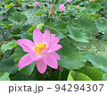 蓮の花 94294307