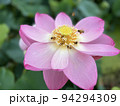 蓮の花 94294309