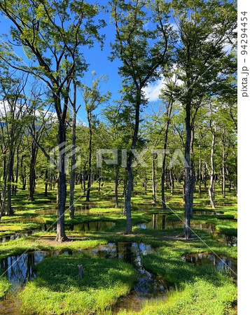 夏の水の庭 94294454