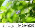 シカクマメ（四角豆）の花 94294625