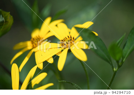 キクイモ(菊芋)の花 キクイモ(菊芋)の花 94294710