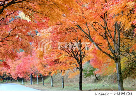 もみじ湖の紅葉 94294753