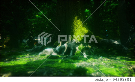 tree roots and sunshine in a green forest tree roots and sunshine in a green forest 94295301