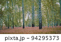 white birch trees in the forest in summer 94295373