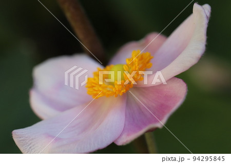 日本の秋の庭に咲くピンク色のシュウメイギクの花 94295845