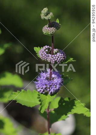 日本の秋の庭に咲く紫色のダンギクの花 日本の秋の庭に咲く紫色のダンギクの花 94295916