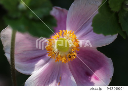 日本の秋の庭に咲くピンク色のシュウメイギクの花 94296004