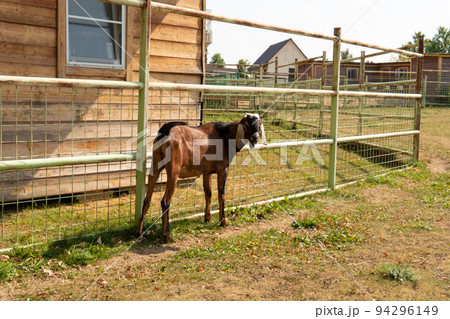 Goat brown animal farm mammal agriculture livestock nature wildlife, for milk summer for happy from baby pet, bell studio. Mountain tourism travel, fresh 94296149