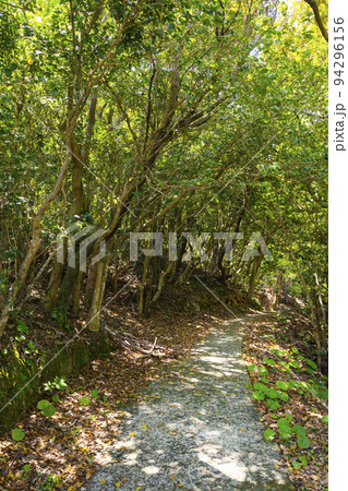 大瀬埼灯台へ向かう遊歩道　椿ロード 94296156