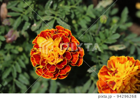 日本の秋の庭に咲く赤と橙の複色のマリーゴールドの花 94296268
