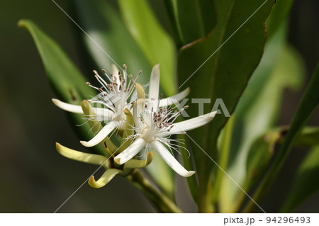 自然 植物 メヒルギ、花です。白の星形は萼、花びらは糸状に先端が裂けていますが五弁です 自然 植物 メヒルギ、花です。白の星形は萼、花びらは糸状に先端が裂けていますが五弁です 94296493