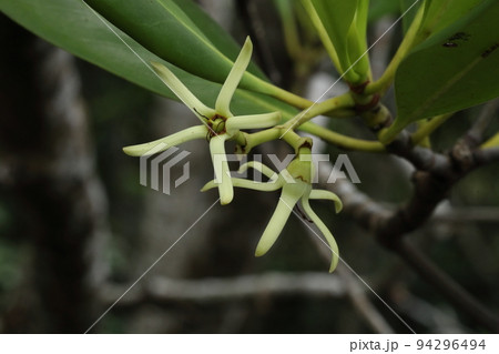 自然　植物　メヒルギ、受粉が終わった花。花びらも雄しべも落ちて子房と萼だけが残っています 94296494