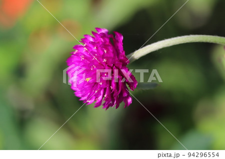 日本の秋の庭に咲く濃いピンク色のセンニチコウの花 94296554