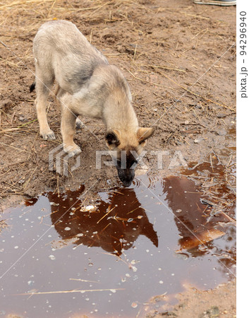 A street dog drinks water from a puddle. Autumn day, abandoned pets 94296940