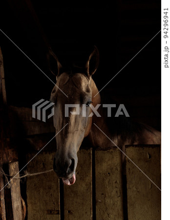 Portrait of a brown horse with its tongue hanging out. Low key, Selective focus Portrait of a brown horse with its tongue hanging out. Low key, Selective focus 94296941
