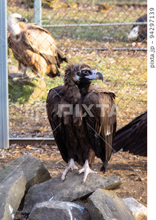 Eurasian black vulture sit on a stone. 94297139