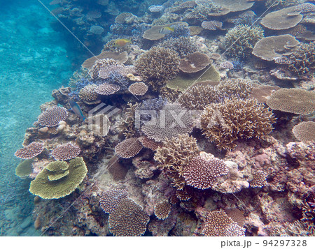 蘇ってきたサンゴたち 94297328