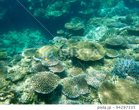 蘇ってきたサンゴたち 94297335