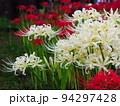 紅白の彼岸花 94297428