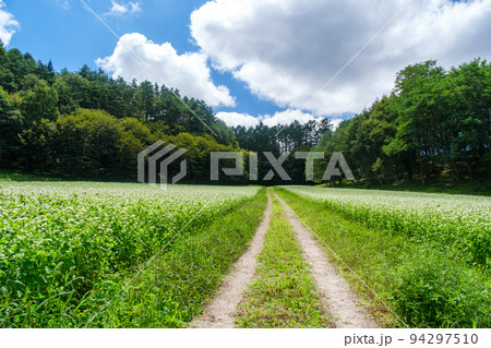ソバ畑の道 ソバ畑の道 94297510