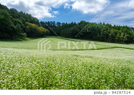 中山高原のソバ畑 94297514