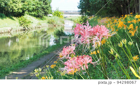 リコリス（彼岸花のピンクと黄色）・秋の植物 94298067