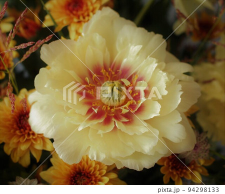 黄芍薬 94298133