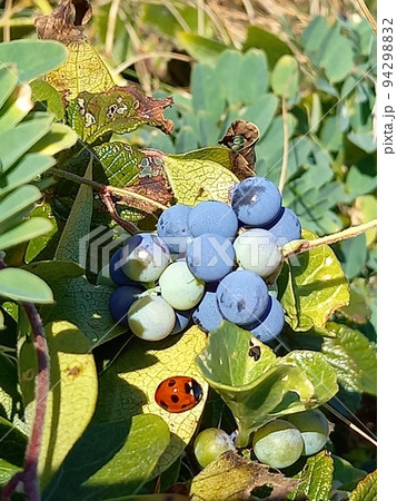 ブルーベリーとてんとう虫 94298832