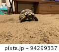 リクガメ、リビングでお散歩 94299337