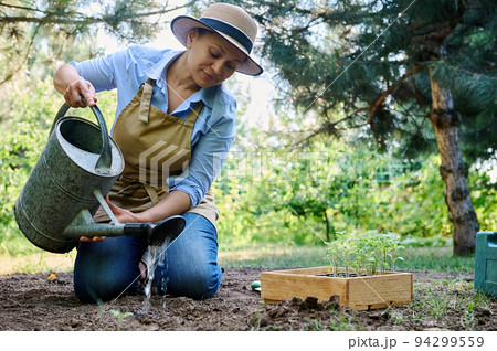 Inspired young multi-ethnic woman gardener using watering can, waters sprouted seedlings cultivated in cassettes, in greenhouse conditions in organic farm. Agricultural hobby and business. Eco farming 94299559