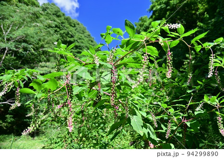 洋種山牛蒡 洋種山牛蒡 94299890