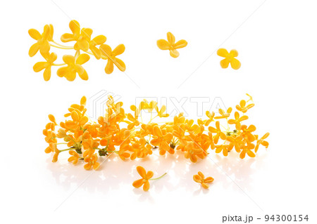 キンモクセイの花、白バック キンモクセイの花、白バック 94300154