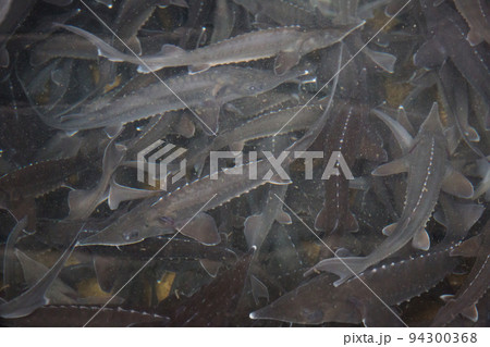 School of sturgeon fish 94300368