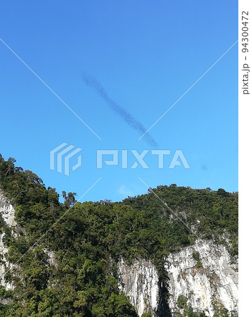 マレーシア・ボルネオ島・グヌンムル国立公園の洞窟から飛び立つコウモリの群れ マレーシア・ボルネオ島・グヌンムル国立公園の洞窟から飛び立つコウモリの群れ 94300472